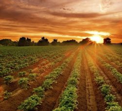 soil quality
